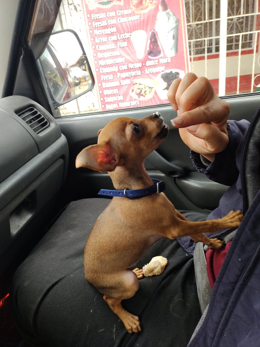 Miss Maisie on her way home to the farm for the first time.  Strawberries and cream....Yum!  I love you!!